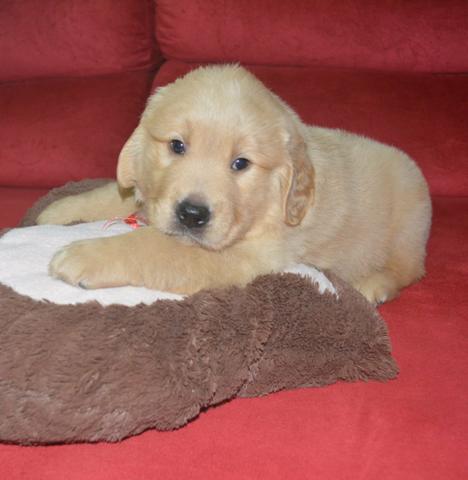 Filhotes de Golden Retriever com pedigree, linhagem de campeões - Foto 3