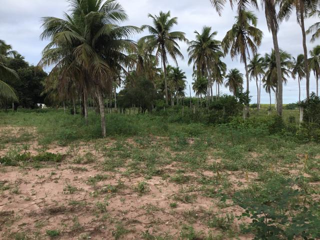 Sol 22 - Excelente Granja sendo 6385m² no Centro - São José de Mipibu - RN - Foto 15