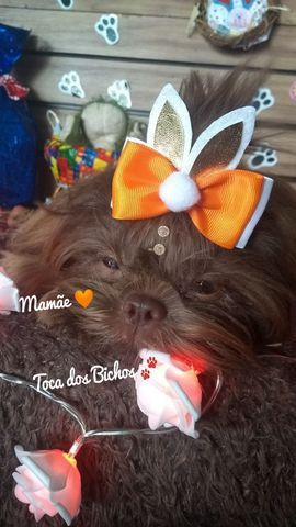 1Filhote Shih Tzu Chocolate sólido disponível p reserva - Foto 6