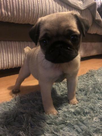 Pug machos e femeas, abricots e pretos/a pronta entrega. - Foto 2