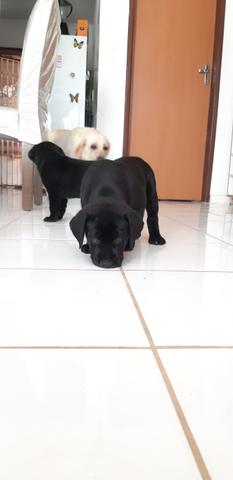 Filhotes de labrador