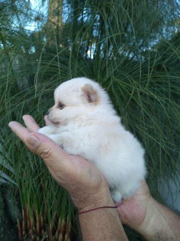 Spitz alemao / lulu da pomerania - Foto 5