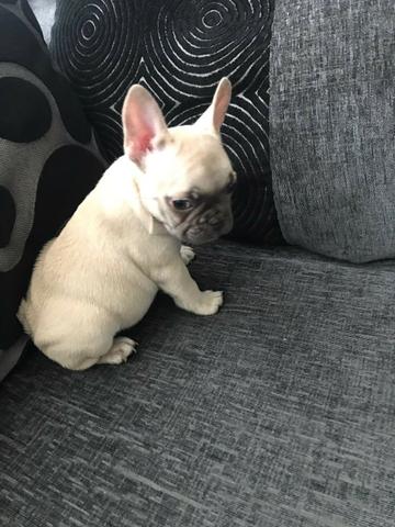 Bulldog Francês todas as cores da raça a pronta entrega - Foto 5