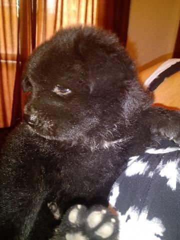 Cachorro - Foto 3