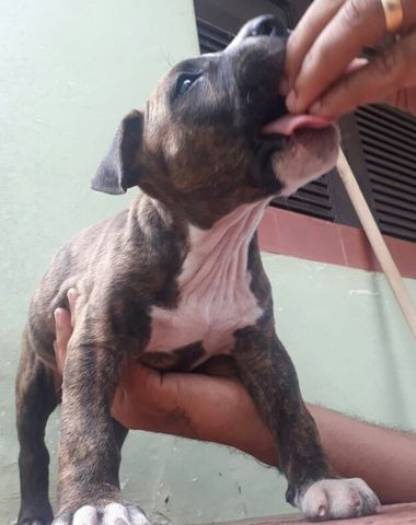 Filhote de Pitbull