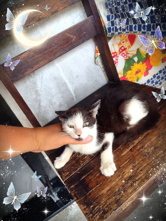 Vendo lindos filhotes de Maine coon  - Foto 6