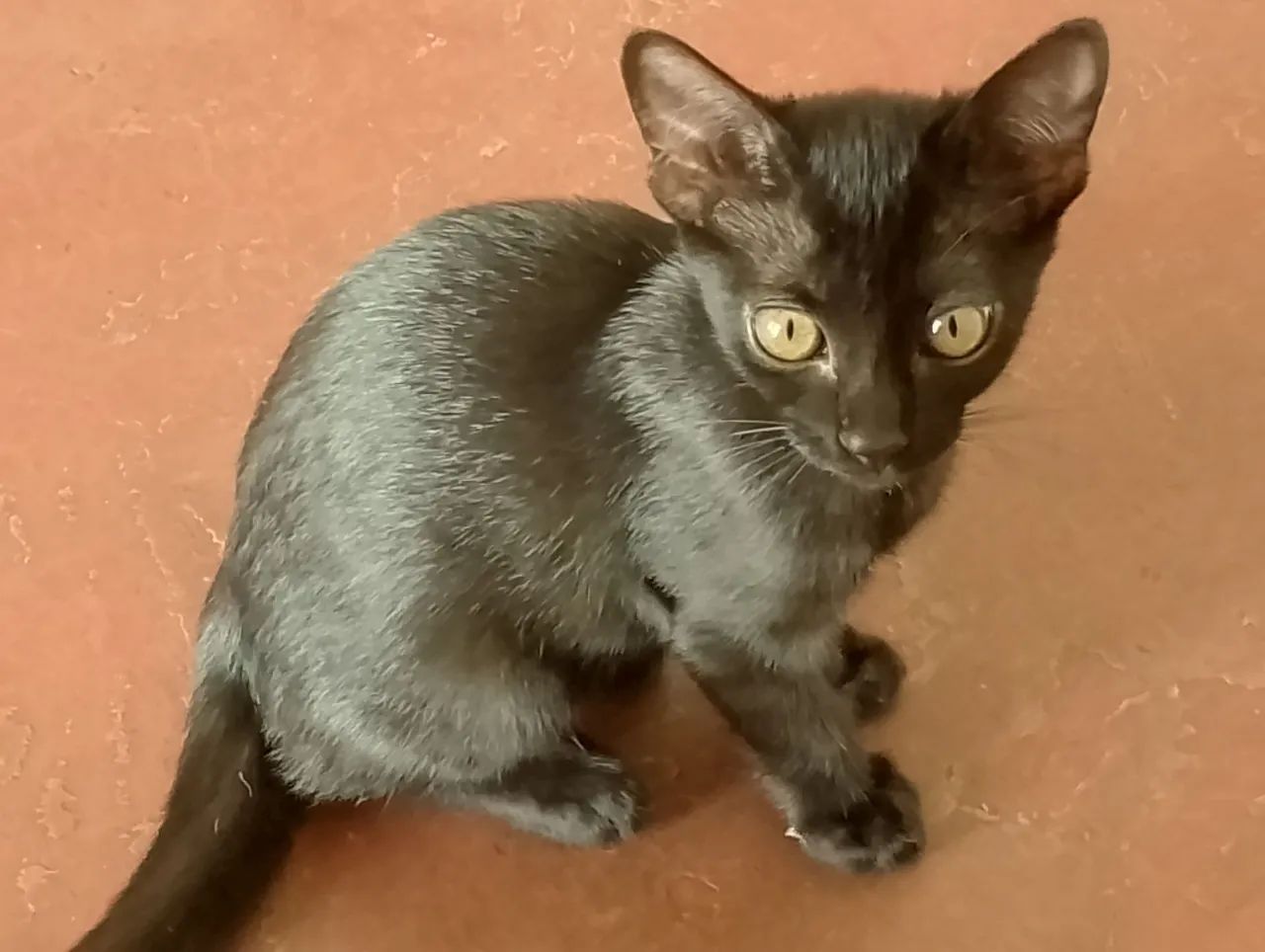 Gatinhas fêmeas para adoçao