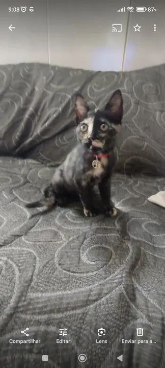 Gato da raça Escaminha  - Foto 2