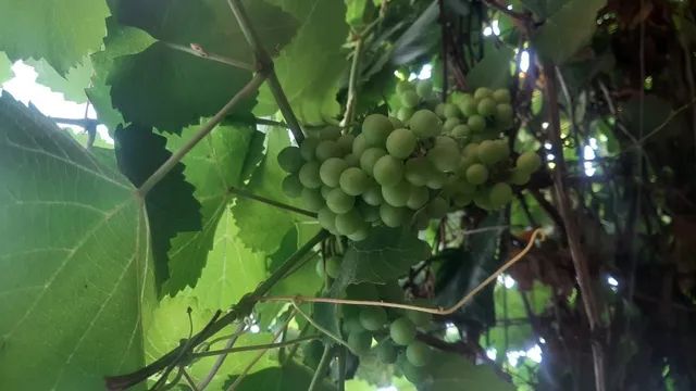 Mudas de Uvas Niagara Rosada - Foto 5