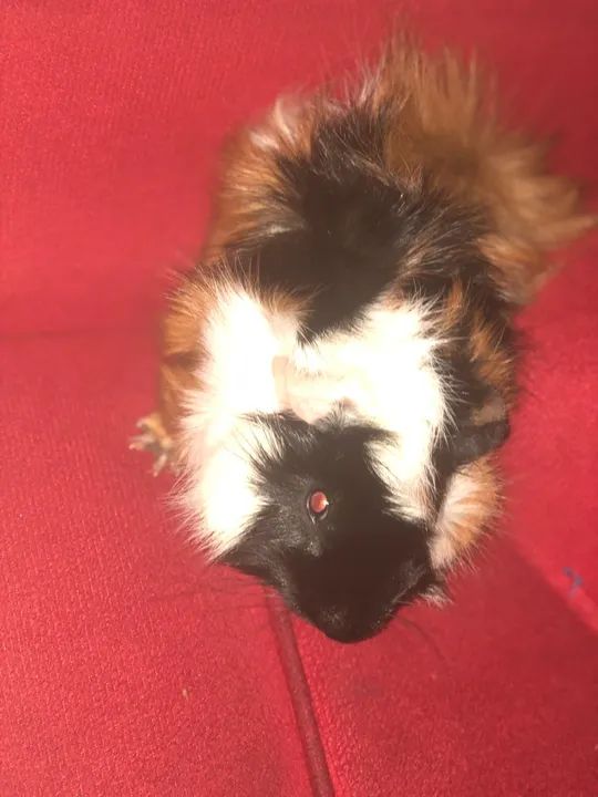 Porquinho da Índia - Foto 4