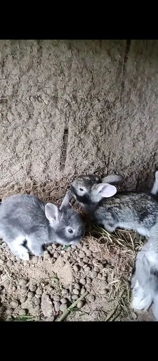 Filhotes de Coelho  - Foto 2