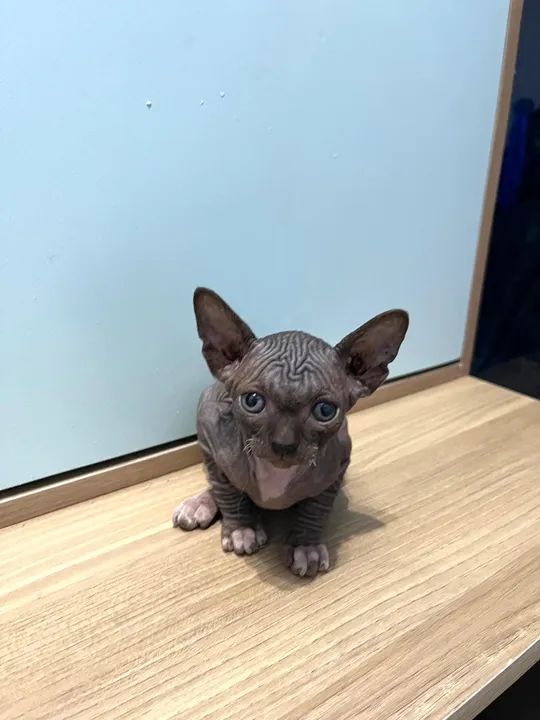Lindas Fêmeas Sphynx - Foto 2