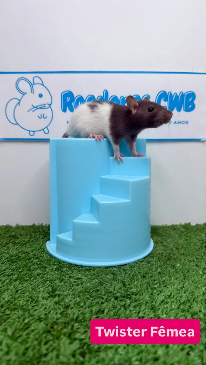 Twister/Mercol Filhotes (Roedores CWB)  - Foto 5