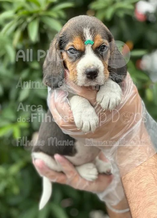 Beagle - coisas mais fofas - não perde não - Foto 2