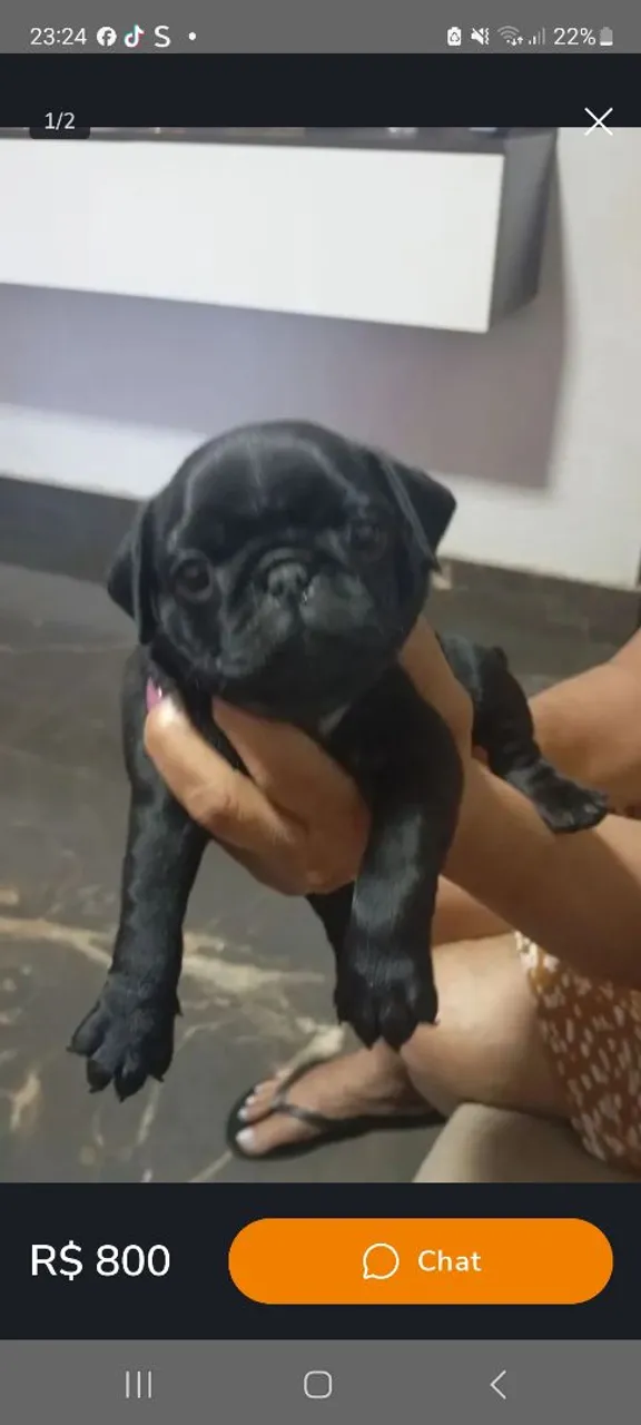 Filhote de Pug Preto 800 zap *