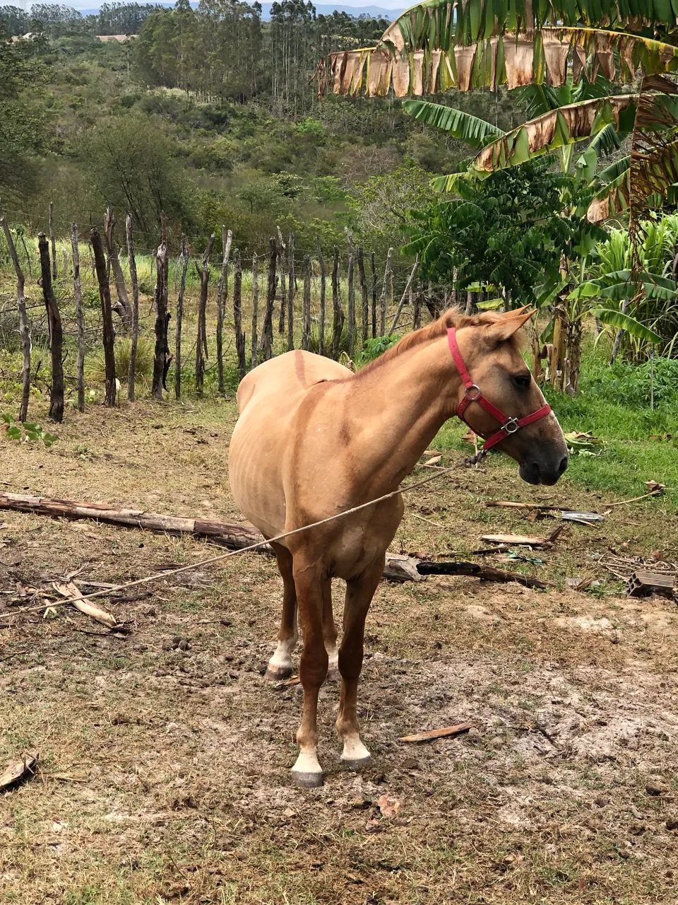Cavalo Mestiço  - Foto 5