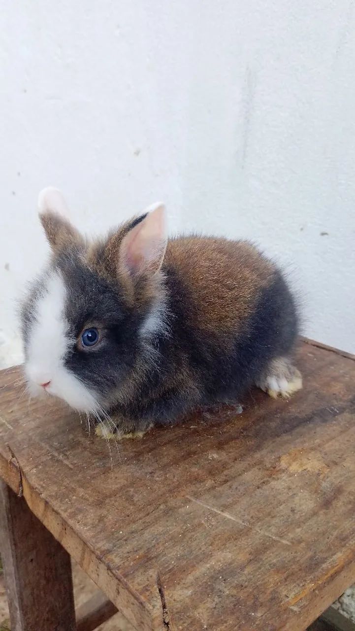 Coelho Anão Fofo para Adoção