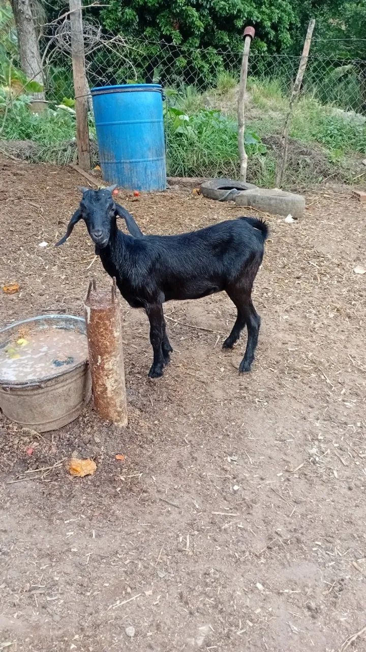 Cabras - Foto 2