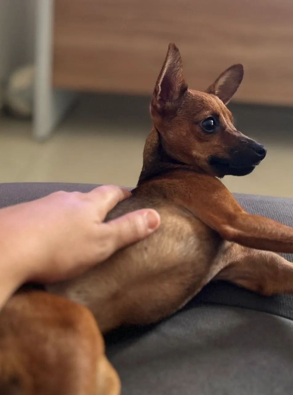 Pinscher adulto fêmea.