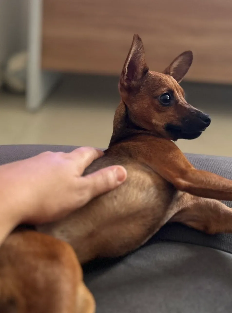 Pinscher adulto fêmea.
