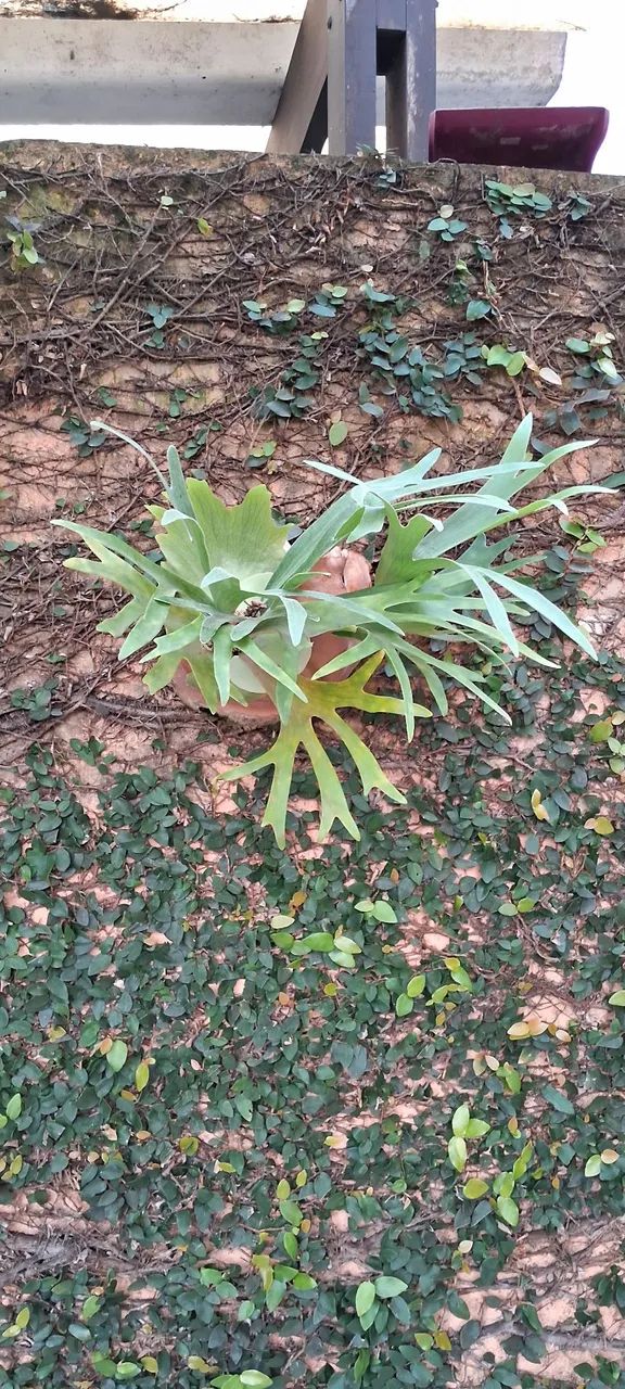 Planta verde para decoração - Foto 5