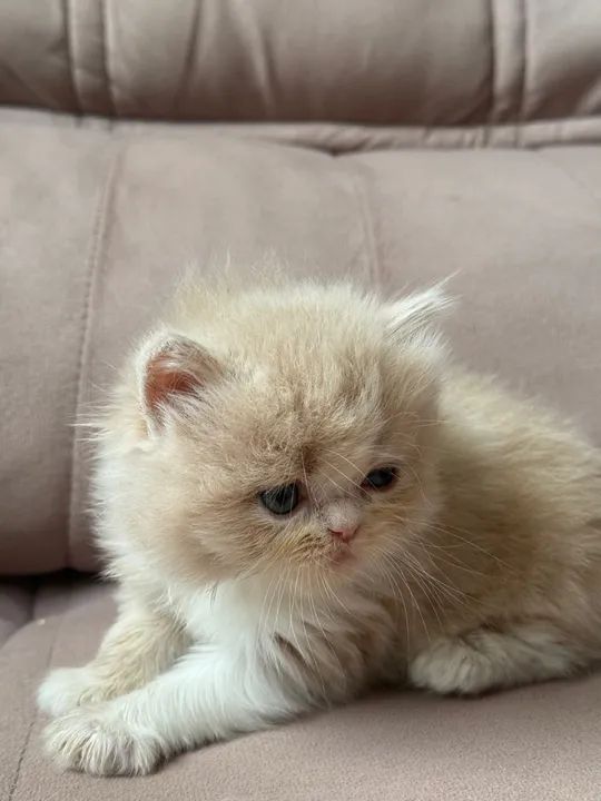 Gato Persa fêmea  - Foto 2