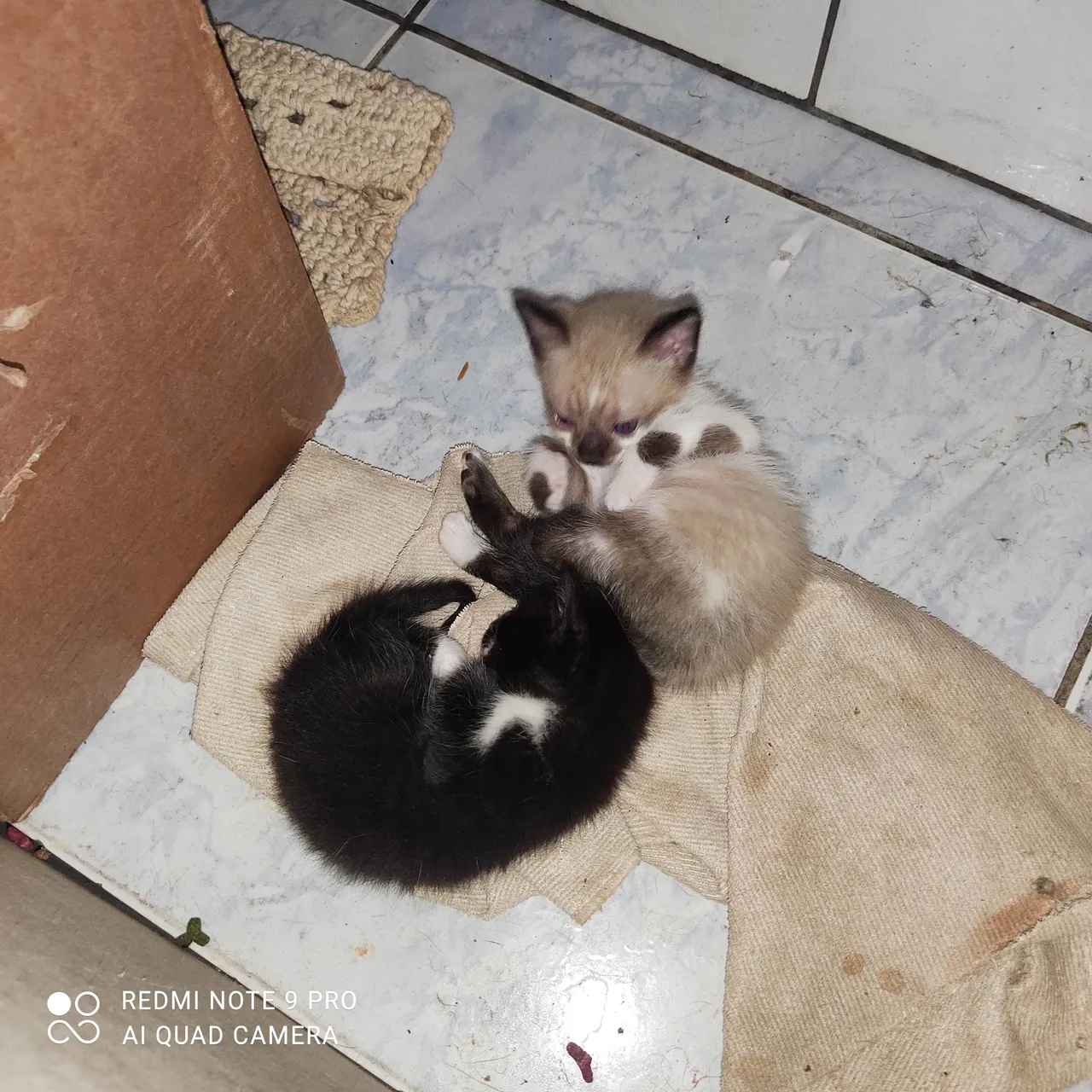 Gatinhos fofos para adoção