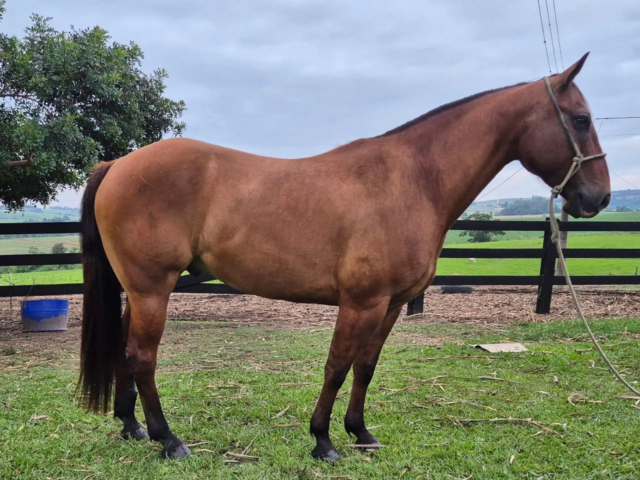 Cavalo Quarto de Milha  - BAIO - de Laço em dupla cabeça e pé