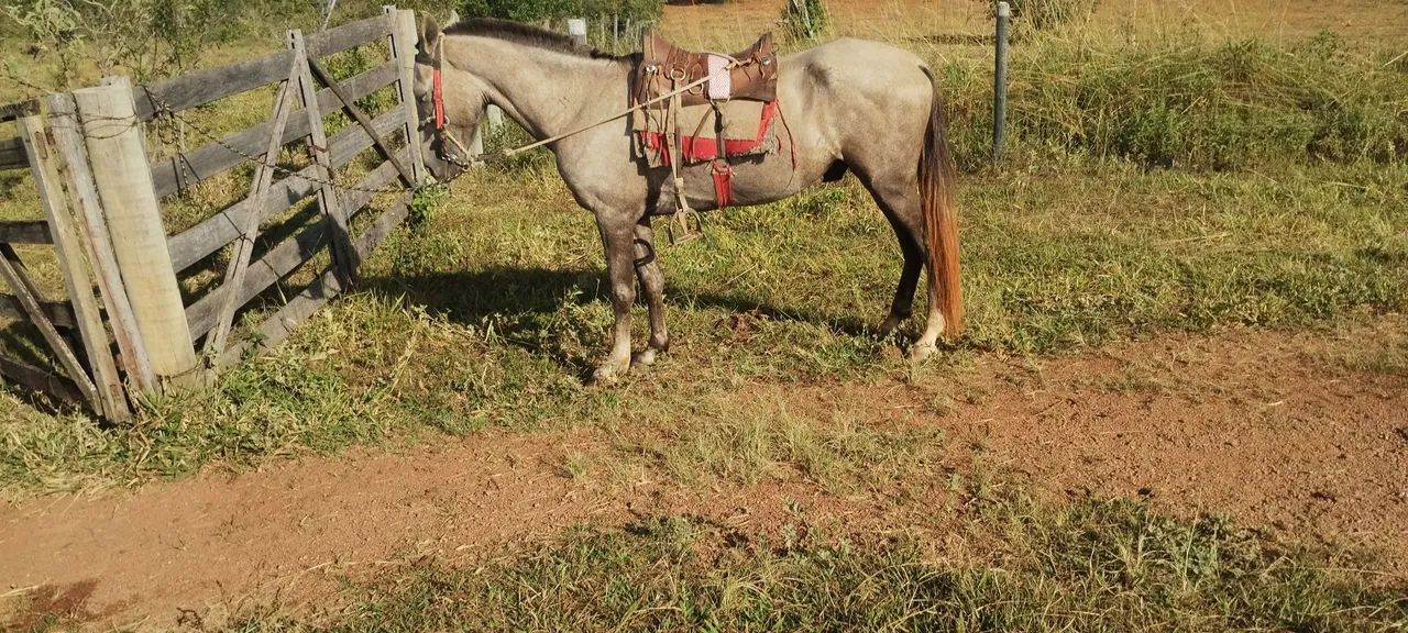 Cavalo Mangalarga Marchador