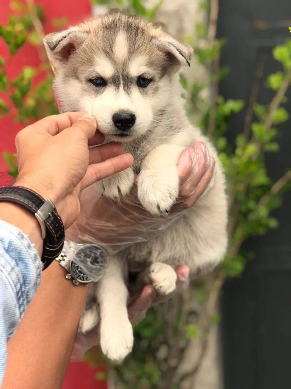 Husky Siberiano Todas as cores, excelente padrão da raça, com assistência vet. gratuito