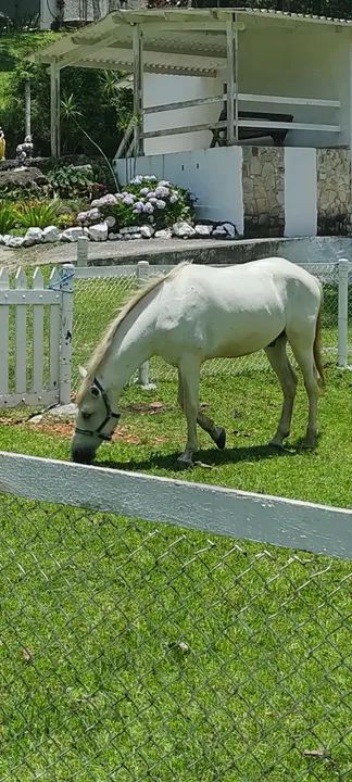 Cavalo Branco para Venda