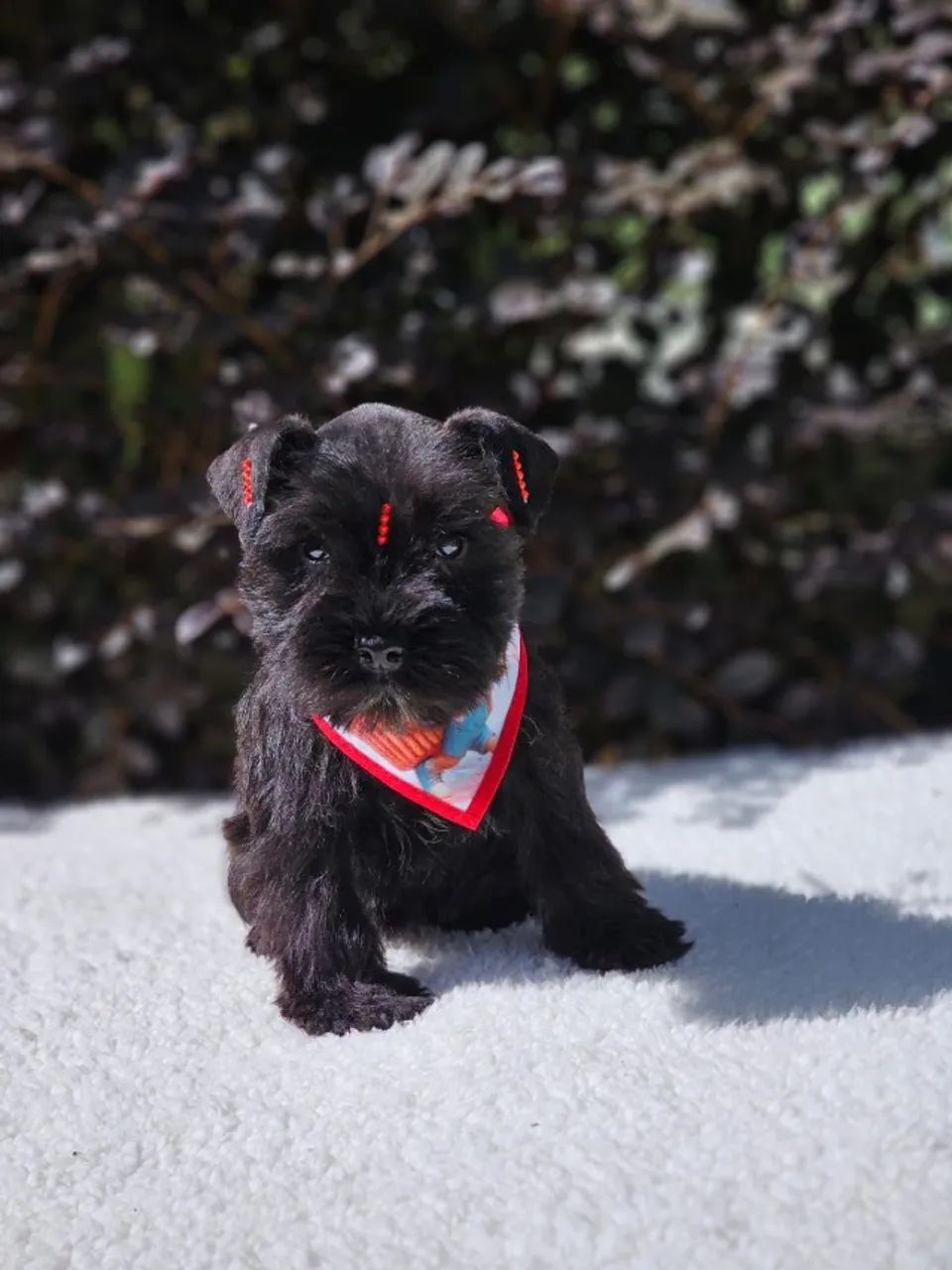 Schnauzer Miniatura | Maior Estrutura do Paraná