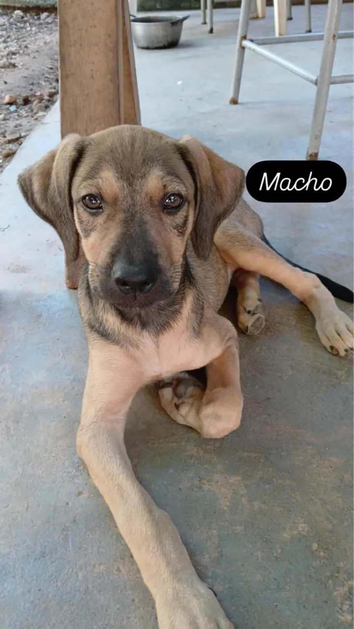 Filhote Macho - Busca um Lar!
