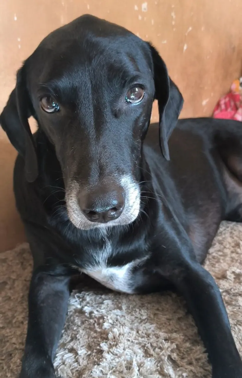 Cão de porte médio preto