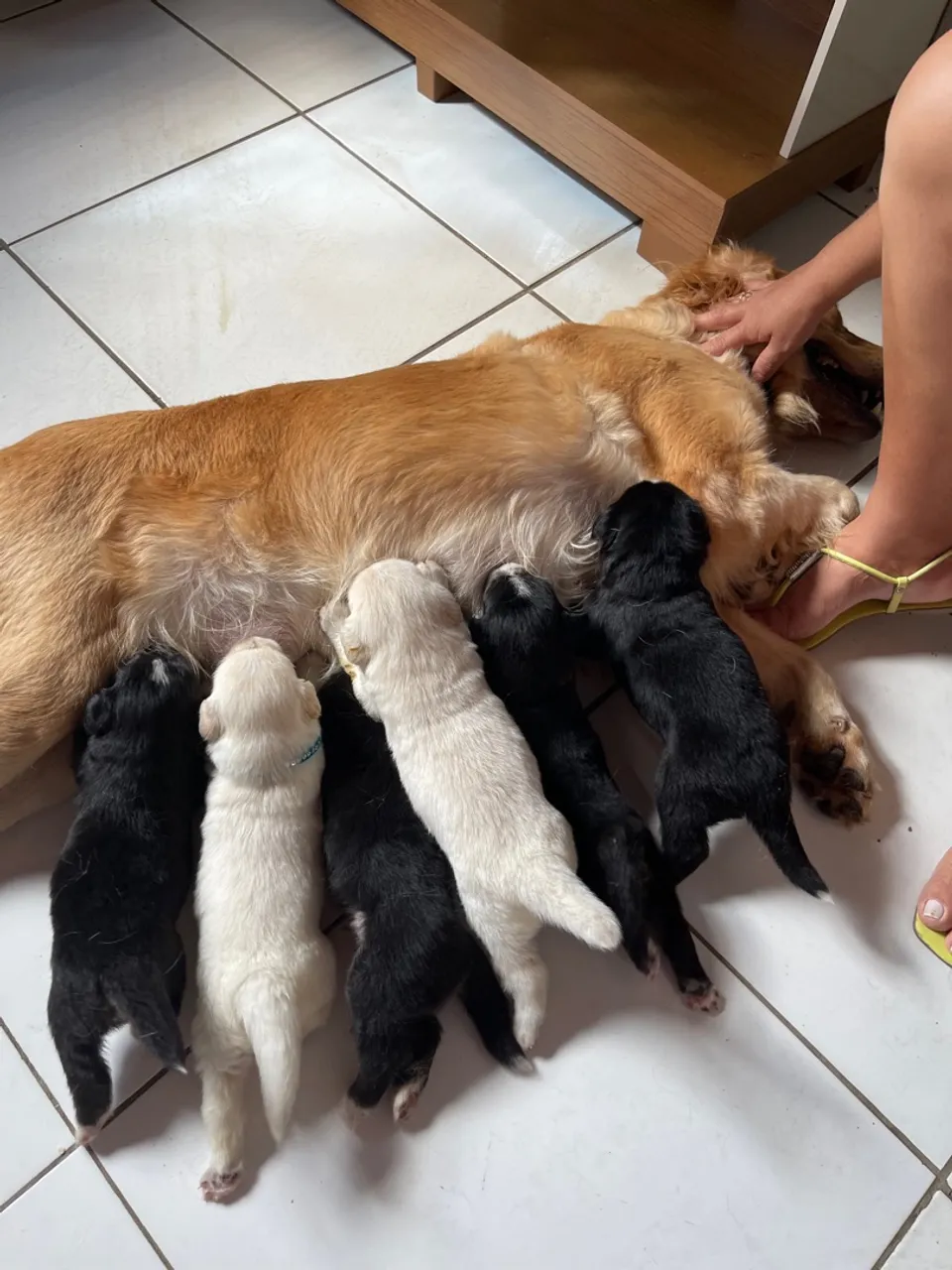 Filhotes de Golden Retriever misturado com husky siberiano (goberian)