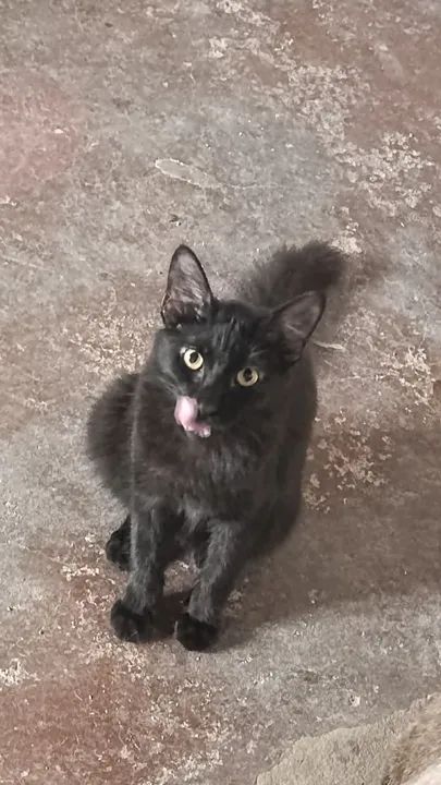 Gatinho preto lindo para adoção
