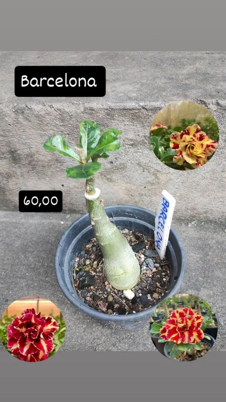 Mudas de Rosa do Deserto Enxertadas Promoção  - Foto 2