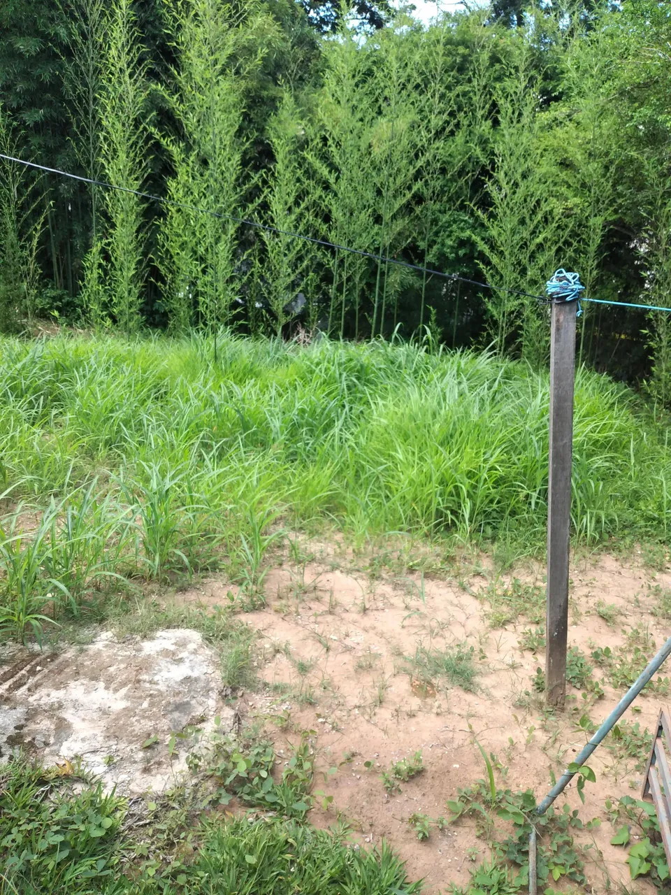 Imóvel para venda possui 390 metros quadrados em Horto Florestal - Belo Horizonte - MG