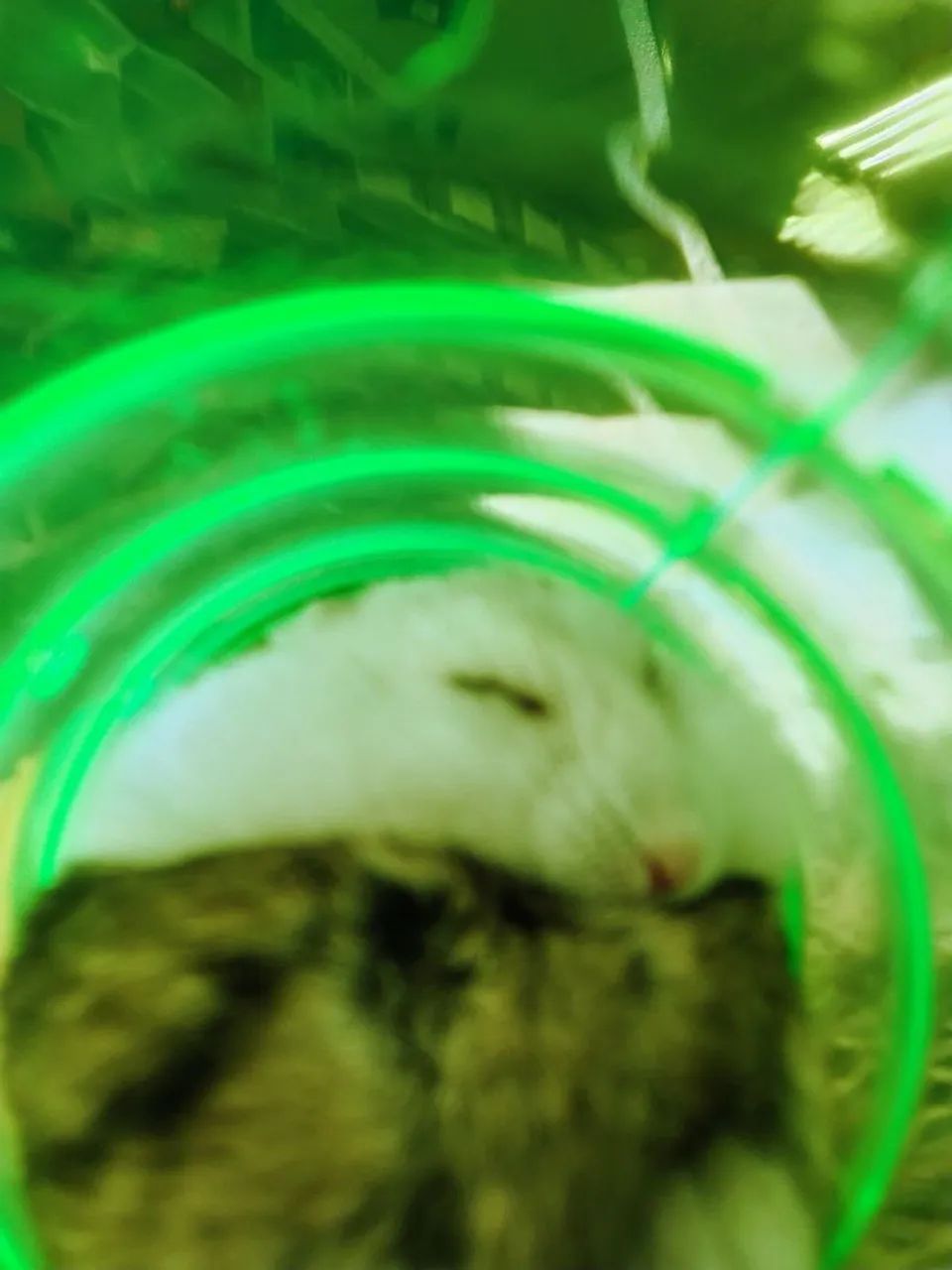 Hamster e Acessórios - Foto 2