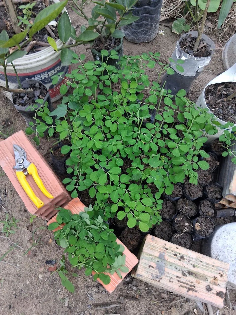 Moringa Oleífera - Mudas para Plantio - Foto 5