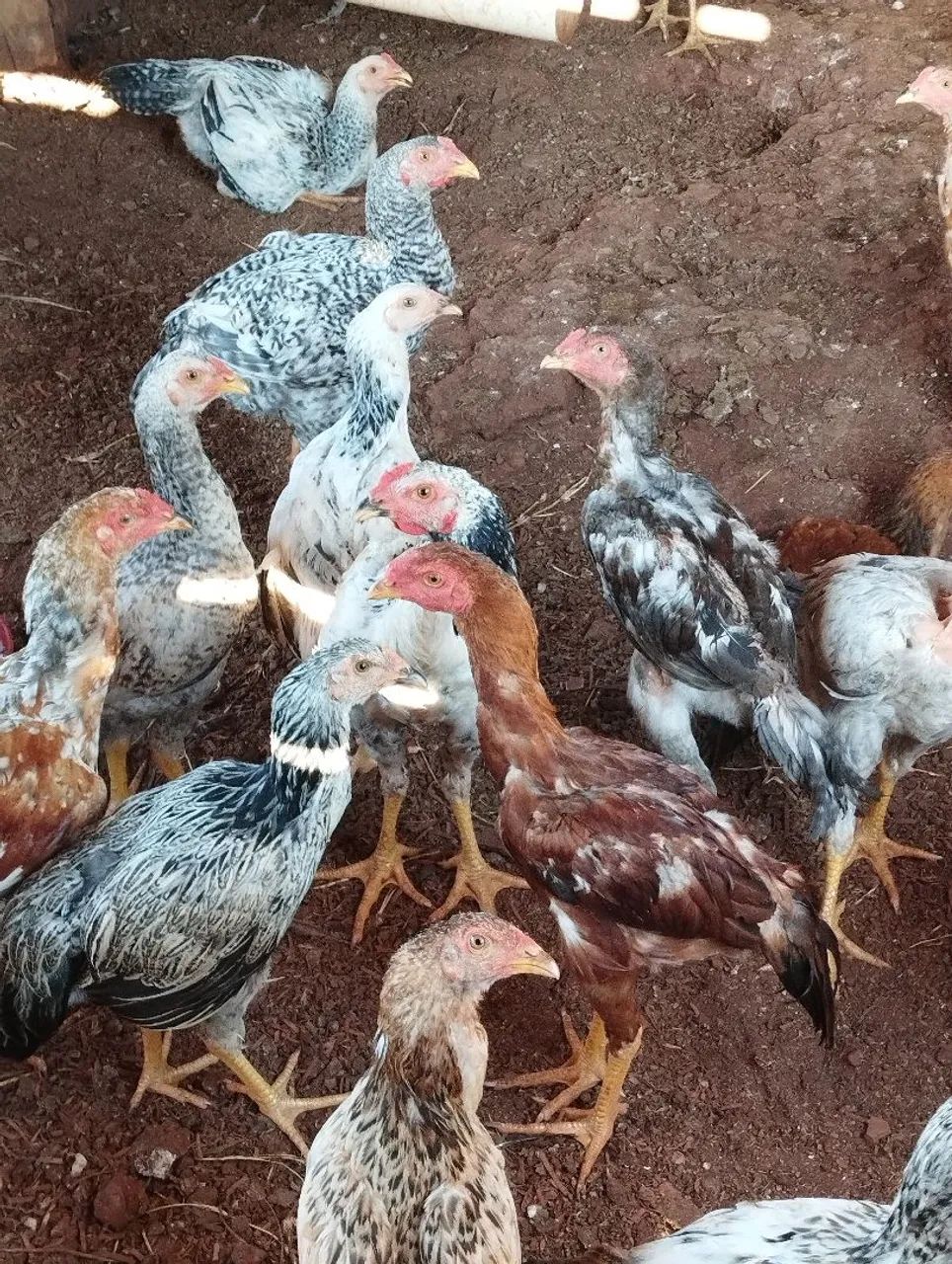 Frango caipira  - Foto 2