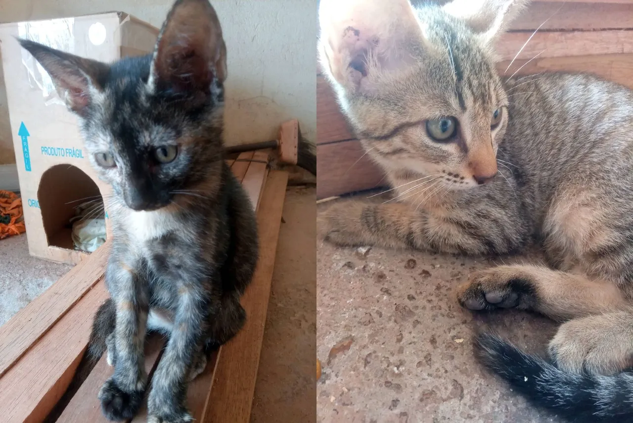 Gatinhas para Adoção responsável 