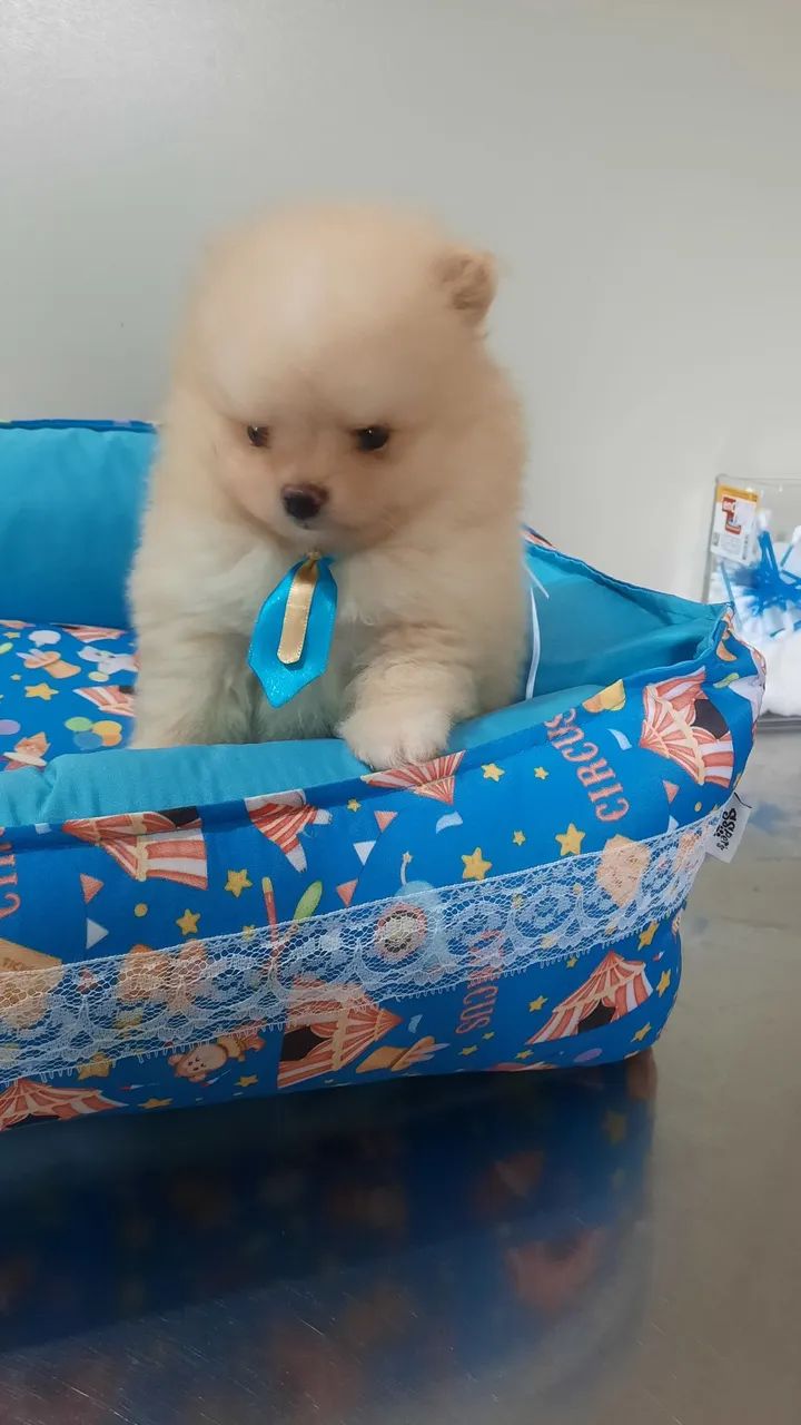 Spitz alemão macho anão mini 10x 280 - Foto 2