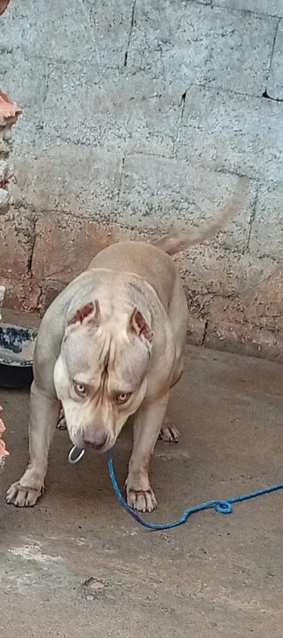 Vendo Pit Monsters com pedigri
