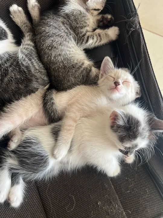 Gatinhos fofinhos para adoção - Foto 2