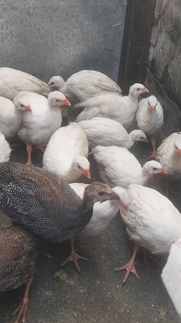 8 braços disponíveis