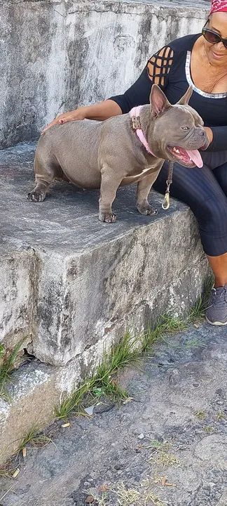 Filhote de American Bully - Cinza - Foto 5