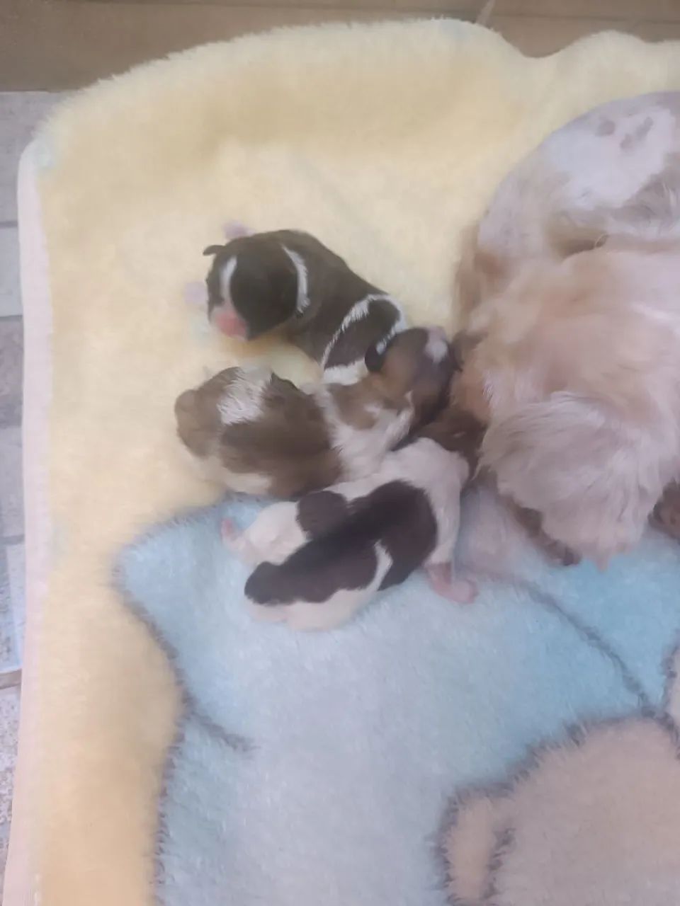 Filhote de cachorro - Foto 5