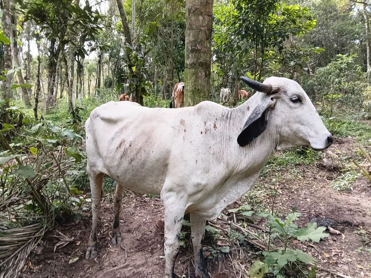 Vaca gir 1 de uma cria WhatsApp  * - Foto 4