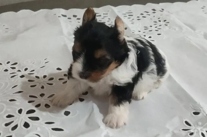 Biewer Terrier Mini Macho Perfeito para Companhia